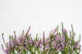 Border of common heather on white background. Copy space, top vi Royalty Free Stock Photo