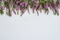 Border of common heather on white background. Copy space, top vi Royalty Free Stock Photo