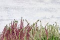 Border of common pink and white heather on white background. Cop Royalty Free Stock Photo