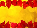 Border composition of red colored autumn maple leaves falling on yellow bokeh background Royalty Free Stock Photo