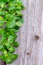 Border of Corn Salad Royalty Free Stock Photo