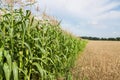 Border corn and wheat fields