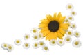 Border Daisies Sunflower Royalty Free Stock Photo