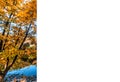 Border from different autumn leaves, background autumn theme Royalty Free Stock Photo