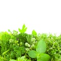 Border of Different Fresh Spice Herbs isolated