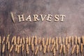 A border of ears of wheat or rye on a dark rustic background. Autumn harvest concept. View from above