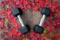 Border of fall color in red, green, yellow, and orange maple leaves on a rustic wood background, with a pair of dumbbells