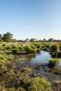 Border of a fen with clumps of grass