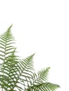 Border of ferns