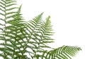 Border of ferns Royalty Free Stock Photo