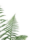 Border of ferns Royalty Free Stock Photo