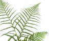 Border of ferns Royalty Free Stock Photo