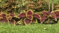 Boarder flowers surrounding other flowers in a landscape