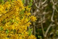 Border Forsythia is a decorative deciduous shrub garden origin. Forythia flowers in front of green grass and blue sky. Royalty Free Stock Photo