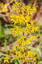 Border forsythia is an ornamental deciduous shrub of garden origin.Forsythia flowers in front of with green grass and blue sky Royalty Free Stock Photo