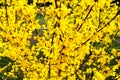 Border forsythia is an ornamental deciduous shrub of garden origin.Forsythia flowers in front of with green grass and blue sky. Royalty Free Stock Photo