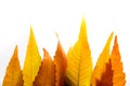 Fence of autumn leaves of different shades on a white isolated background