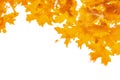 Border frame of colorful autumn leaves maple isolated on white background. Royalty Free Stock Photo