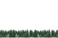 Christmas background: Border frame of spruce tree forest covered by fresh snow during Winter Christmas time Royalty Free Stock Photo