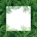 Border frame tropical palm leaf