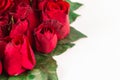 Border of fresh Beautiful red garden roses isolated on white background. Greeting card with a red roses Royalty Free Stock Photo