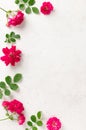 Border of fresh colorful pink roses with green leaves on a white concrete background. blank greeting card, love concept. Royalty Free Stock Photo
