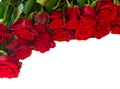 Border of fresh crimson red garden roses Royalty Free Stock Photo