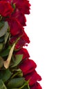 Border of fresh crimson red garden roses Royalty Free Stock Photo