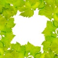 Border of fresh grape leaves Royalty Free Stock Photo