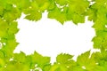 Border of fresh grape leaves Royalty Free Stock Photo