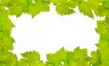 Border of fresh grape leaves Royalty Free Stock Photo