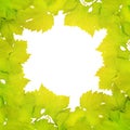 Border of fresh grape leaves Royalty Free Stock Photo