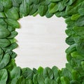 Border of fresh green leaves spinach on a wooden background Royalty Free Stock Photo