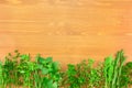 Border of Fresh Herbs Collection Royalty Free Stock Photo