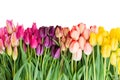 Border of fresh tulips flowers Royalty Free Stock Photo