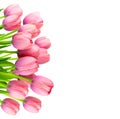 Border of Gentle Pink Tulips, fresh flowers on white Royalty Free Stock Photo