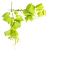 Border from grape vine leaves isolated white background Royalty Free Stock Photo