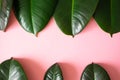 Border from green fresh tropical leaves on pink background with copy space. Jungle exotic foliage frame template. Flat lay Royalty Free Stock Photo