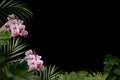 Border of green tropical plants and blooming orchids on a black background