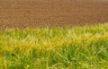 The border between a green yellow wheat field and plowed land in late spring.