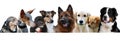 Border with group of dogs on white Royalty Free Stock Photo