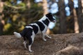 Border Jack mixed breed puppy playing Royalty Free Stock Photo