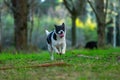 Border Jack mixed breed puppy playing Royalty Free Stock Photo