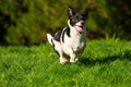 Border Jack mixed breed puppy playing Royalty Free Stock Photo