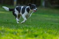 Border Jack mixed breed puppy playing Royalty Free Stock Photo