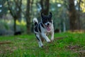 Border Jack mixed breed puppy playing Royalty Free Stock Photo