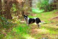 Border Jack mixed breed puppy playing Royalty Free Stock Photo