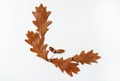 The border is made of brown  oak leaves and acorns on a white background. Isolated. Royalty Free Stock Photo