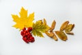 The border is made of colored maple leaves and Rowan berries on a white background. Isolated. Royalty Free Stock Photo