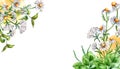 Border of meadow medicinal flower, herb plants watercolor illustration isolated on white background. Daisy, camomile Royalty Free Stock Photo